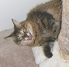 Main coon cat making a funny face Funny cat picture