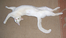 White cat sprawled out on floor Funny cat picture