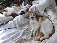 2 cats goofing off with mouths open Funny cat picture