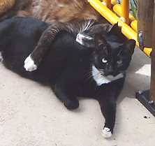 Brown cat hugging Blackand white cats Funny cat picture