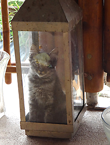 Kitten sitting inside a lamp Fun cat picture