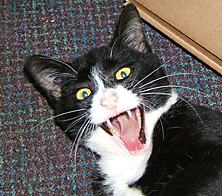 Black and white cat making a funny face