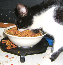 Black and white cat eating food with mouth wide open Funny cat picture