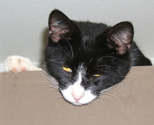 Black and white cat cant keep his eyes open, Funny cat picture