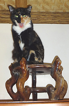Tortoise cat on wood art piece singing  Funny cat picture