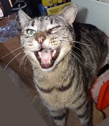 Grey Tabby cat making a funny face