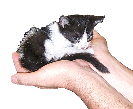 kitten