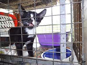 kitten in cage picture