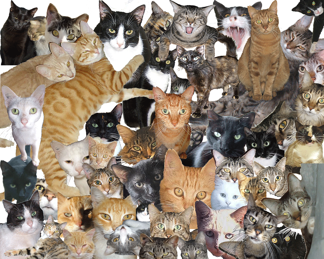 lots of funny cats