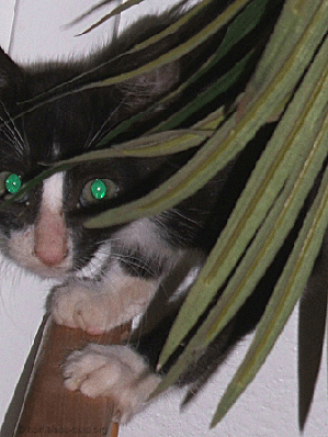 scared kitten picture