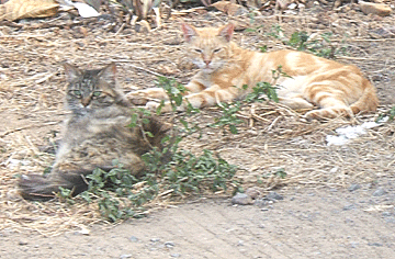 two cats laying near each other picture